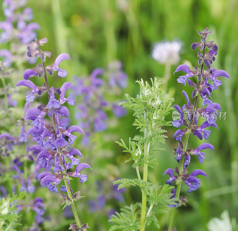 草地鼠尾草(Salvia pratensis)